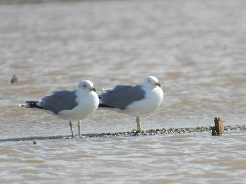 Yellow-legged Gull - ML646341990