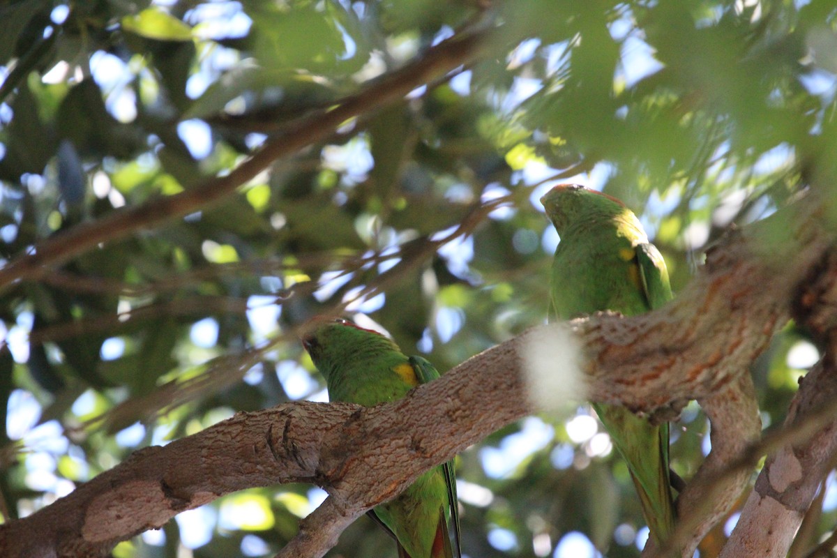 Kırmızı Maskeli Loriket - ML646341991