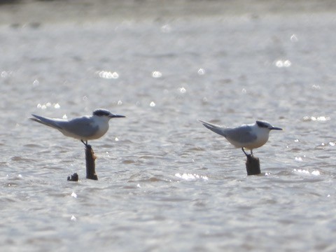 Sandwich Tern - ML646341992