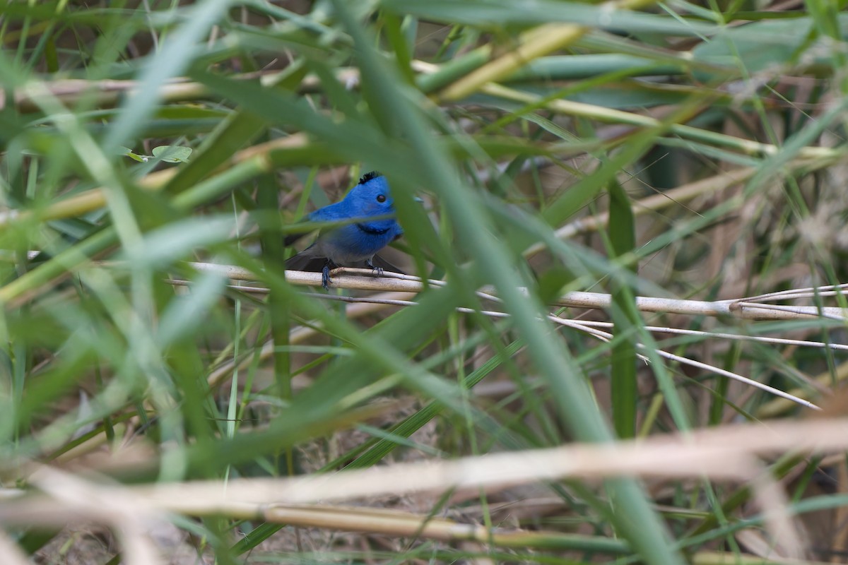 Black-naped Monarch - ML646341996