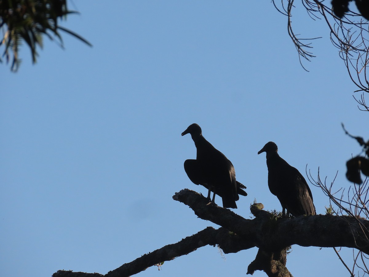 Катарта чорна - ML646341997