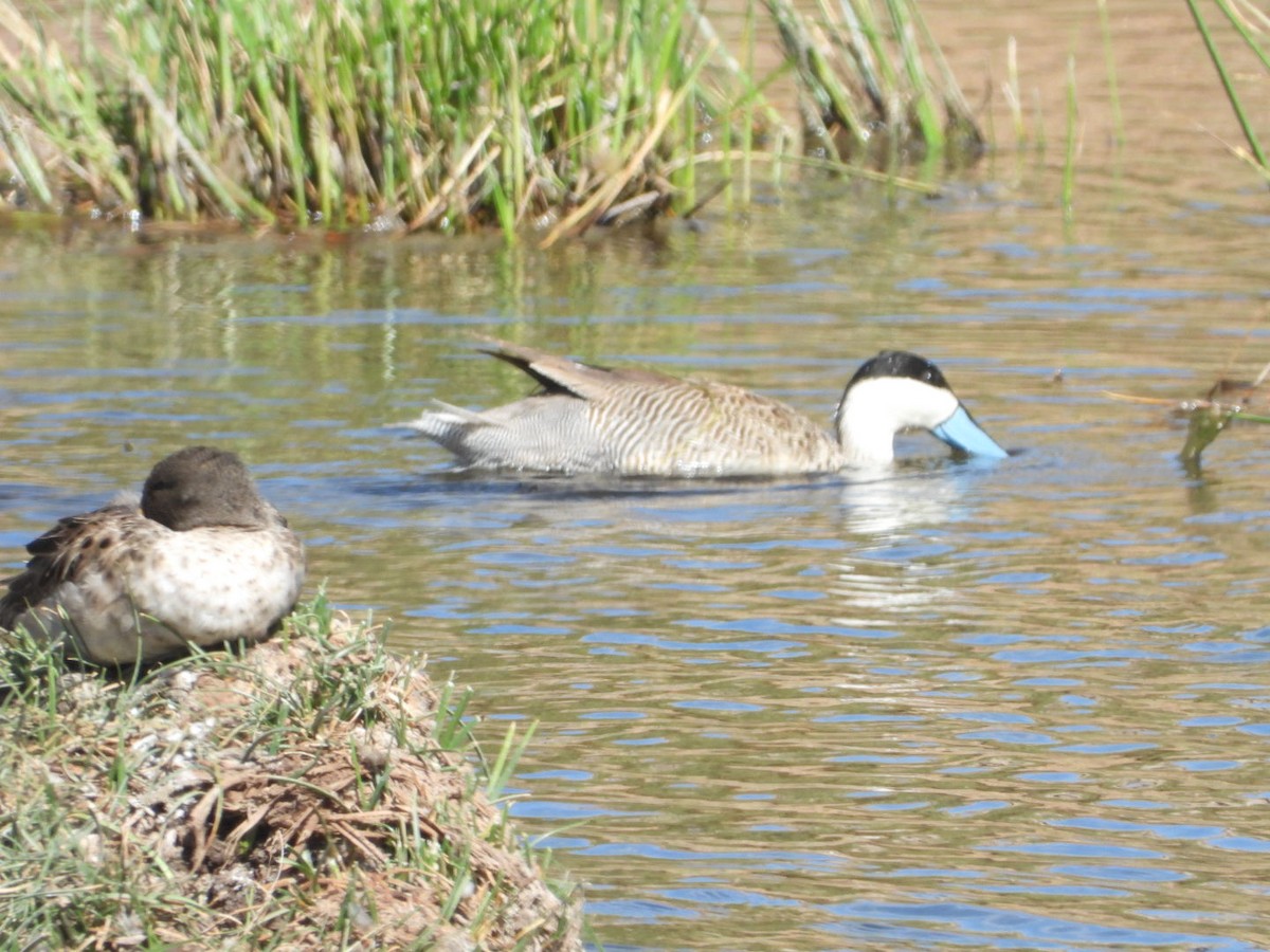 Puna Teal - ML646341998