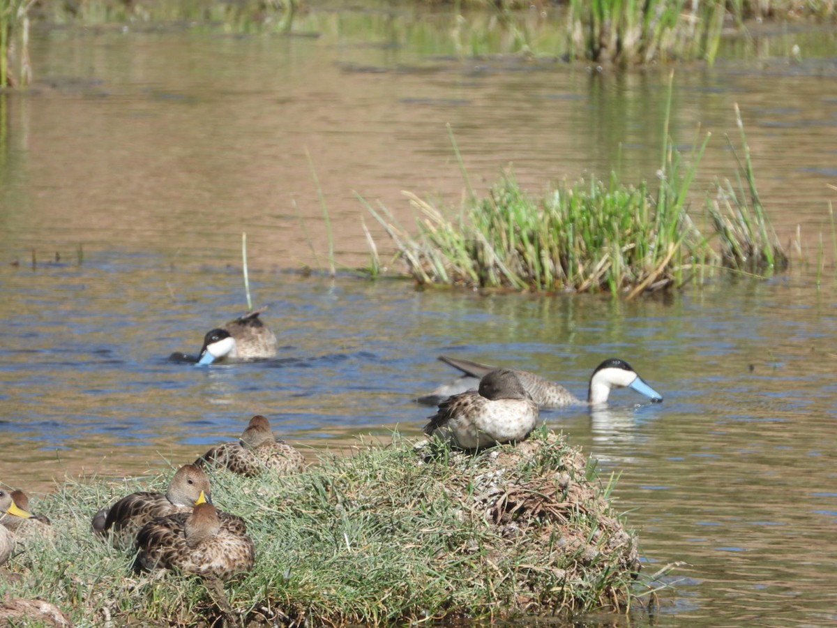 Puna Teal - ML646341999