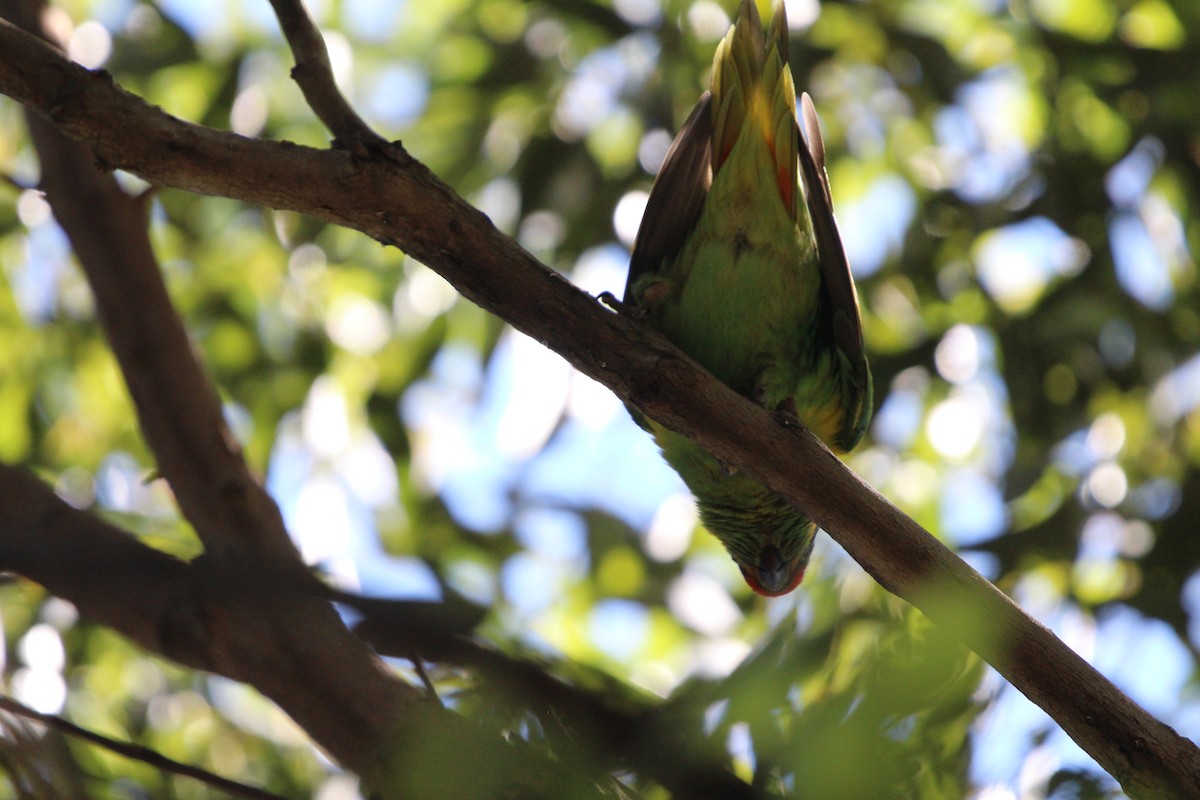 Kırmızı Maskeli Loriket - ML646342000