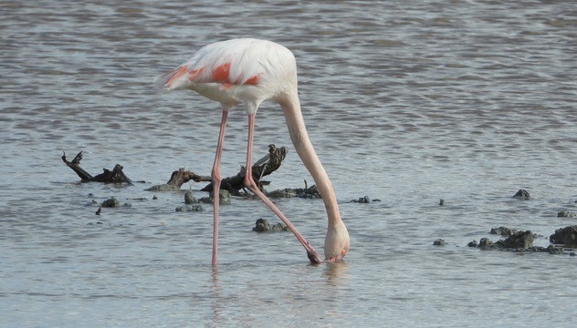 Greater Flamingo - ML646342001