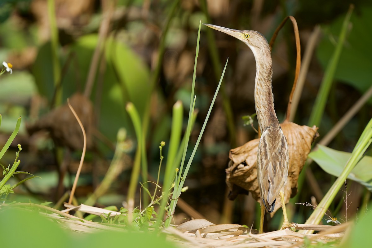 Yellow Bittern - ML646342002