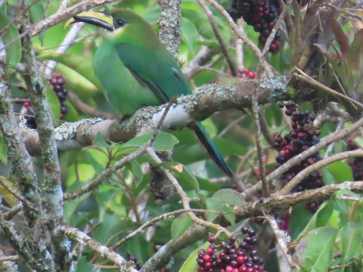 Northern Emerald-Toucanet - ML646342003