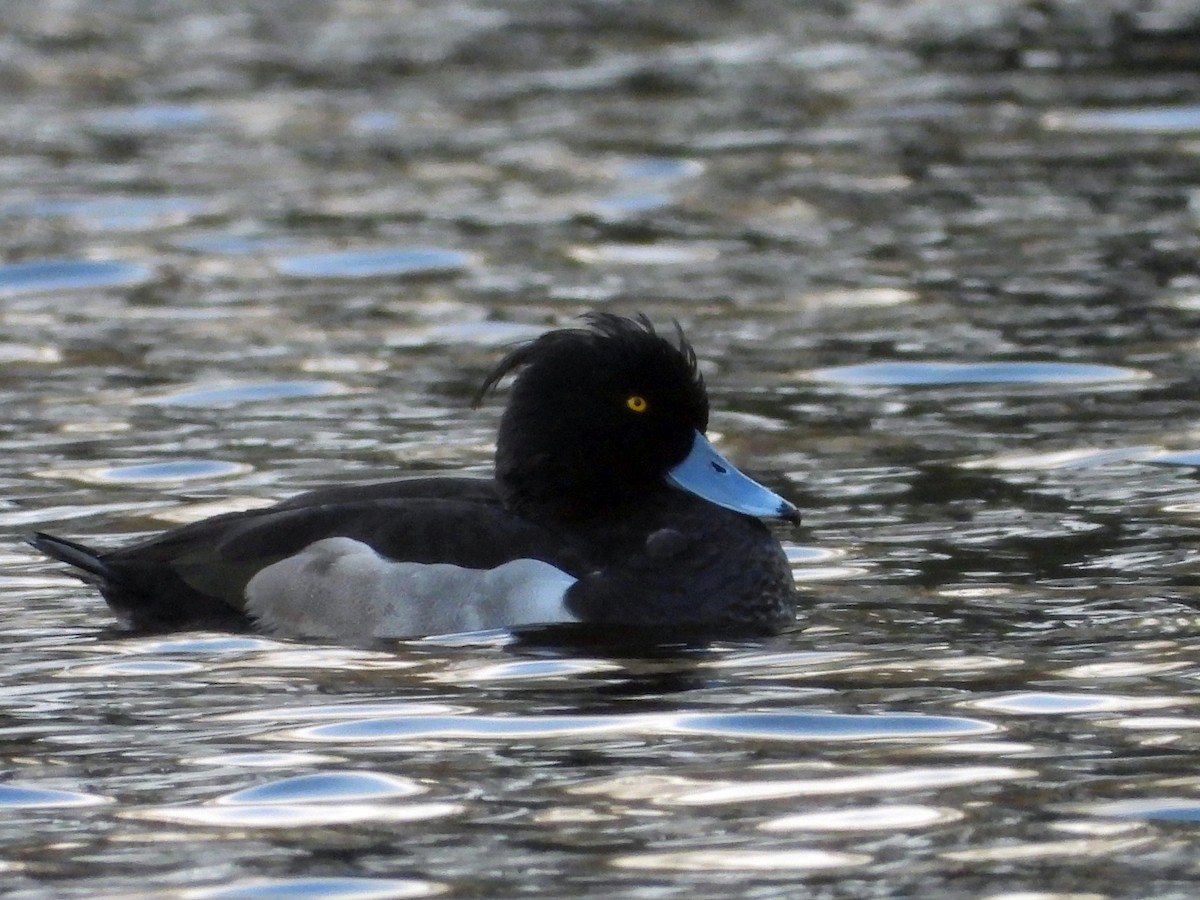 Tufted Duck - ML646342005