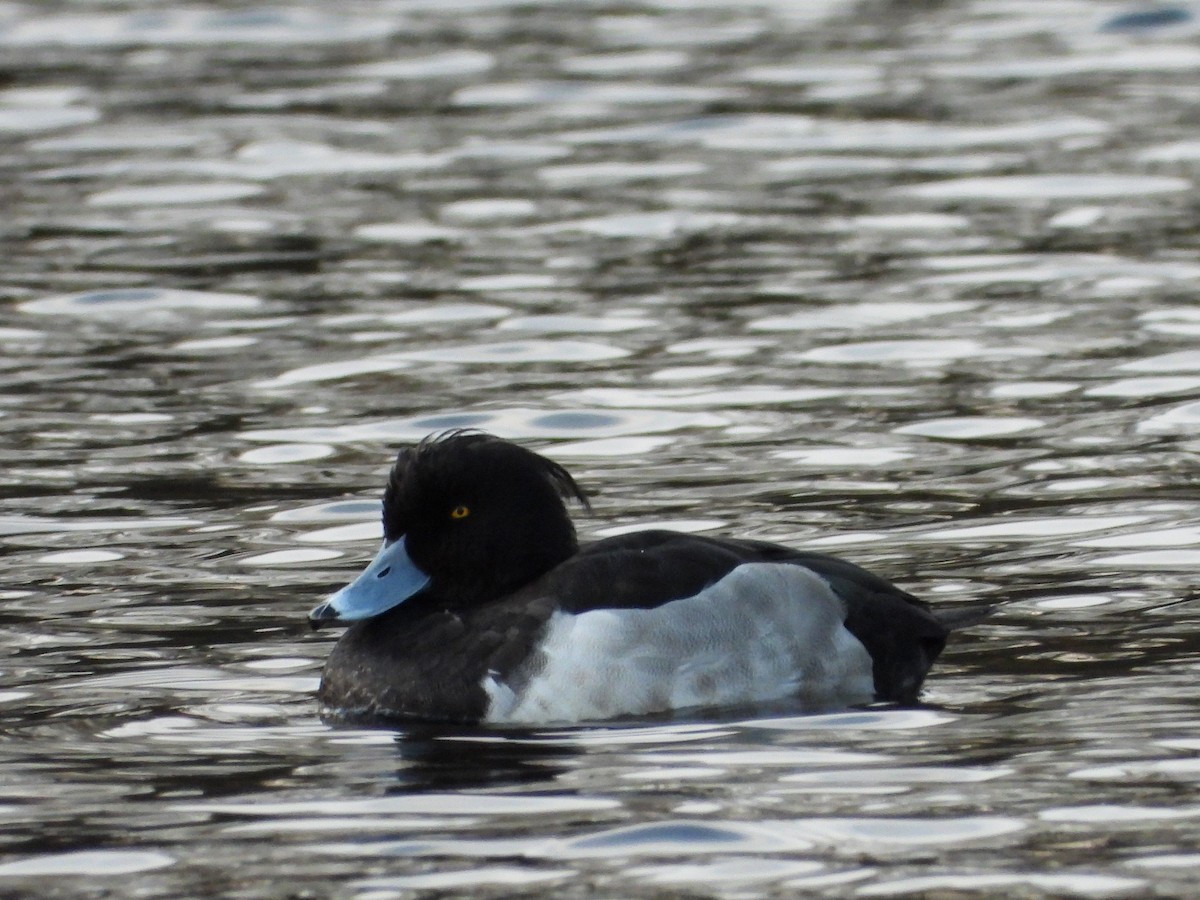 Tufted Duck - ML646342006