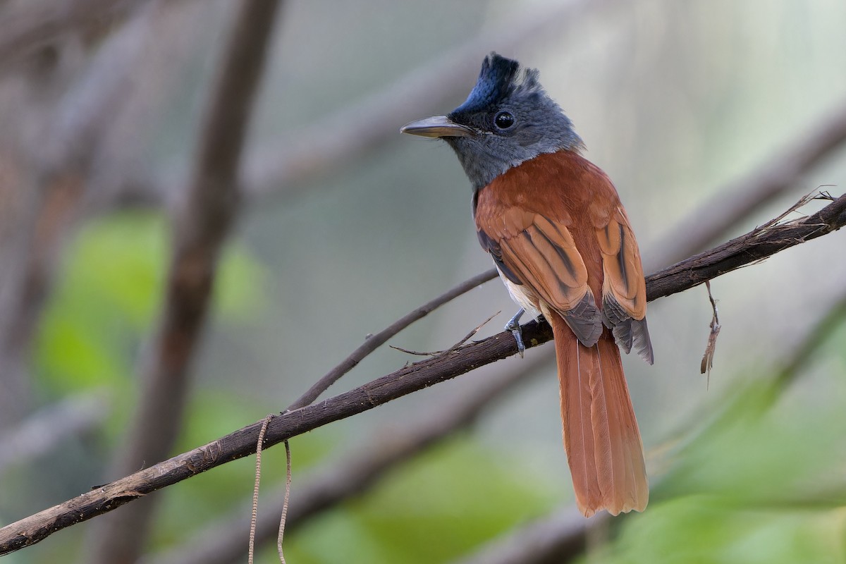 Blyth's Paradise-Flycatcher - ML646342007