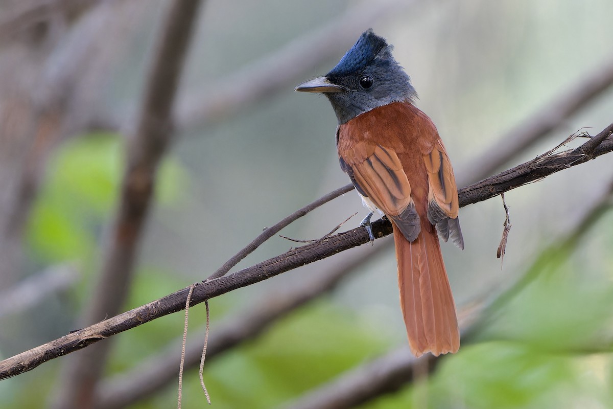 Blyth's Paradise-Flycatcher - ML646342008