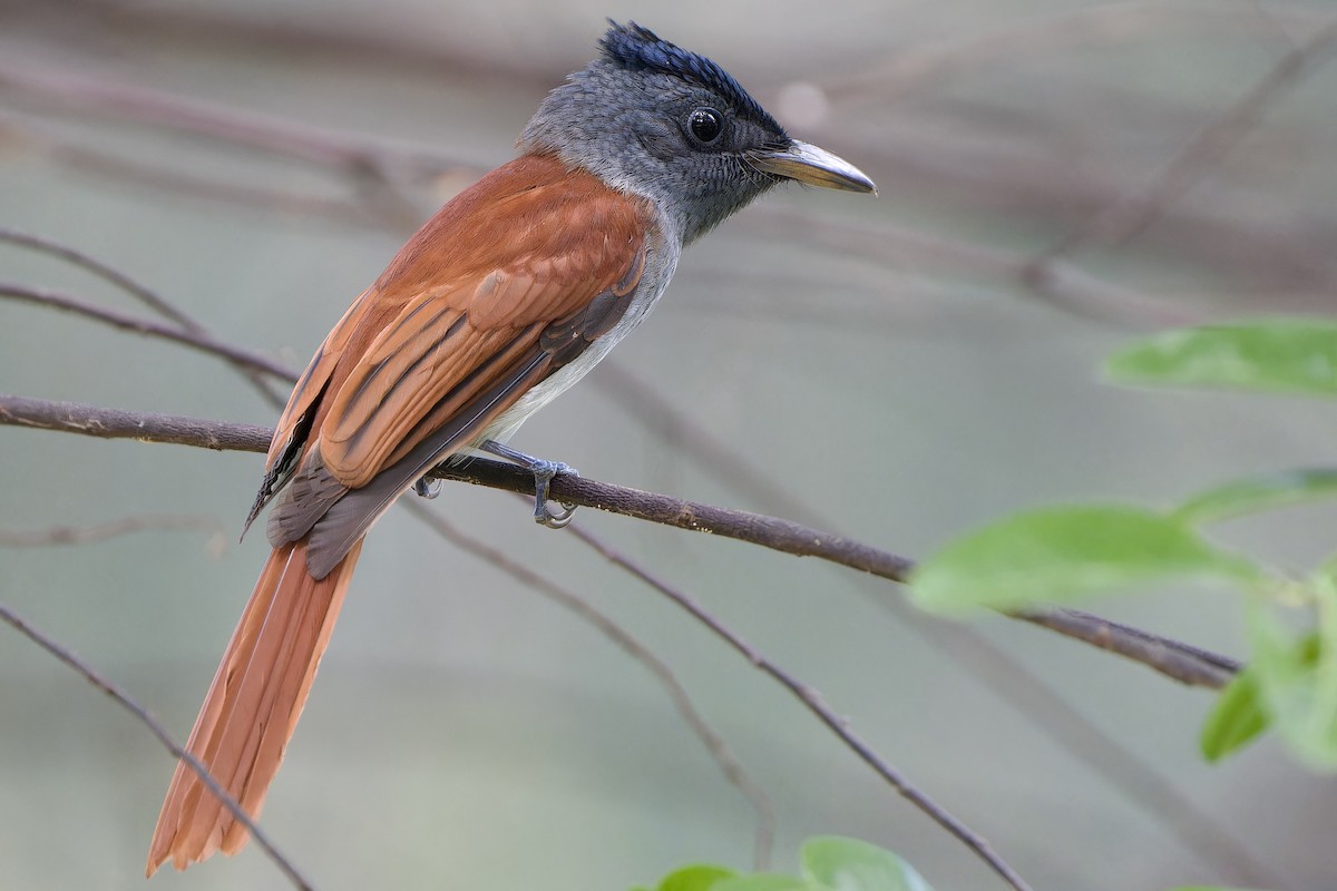 Blyth's Paradise-Flycatcher - ML646342009