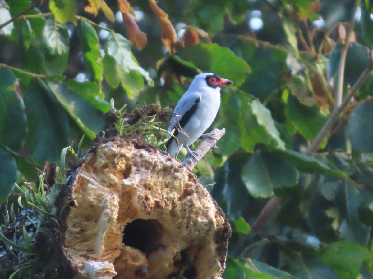 Masked Tityra - ML646342010