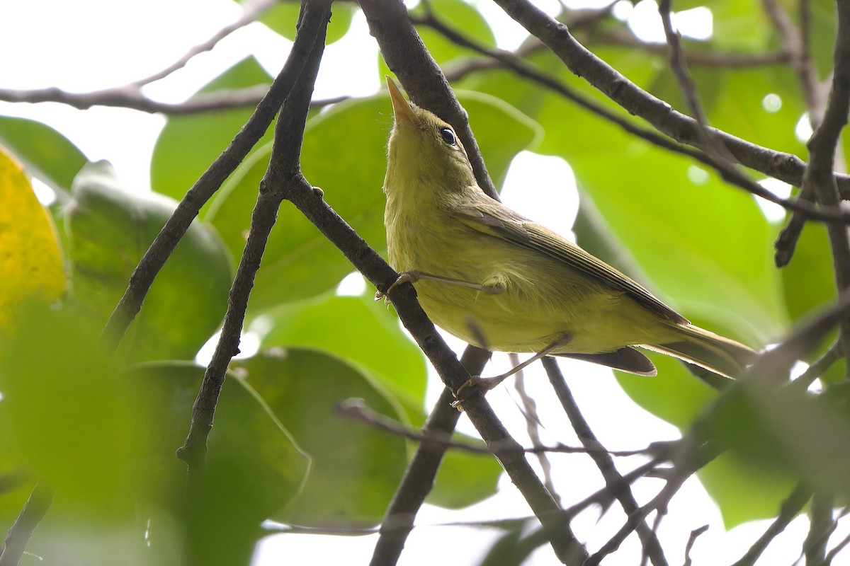 Sulphur-breasted Warbler - ML646342011