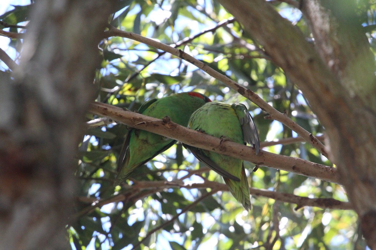 Kırmızı Maskeli Loriket - ML646342014