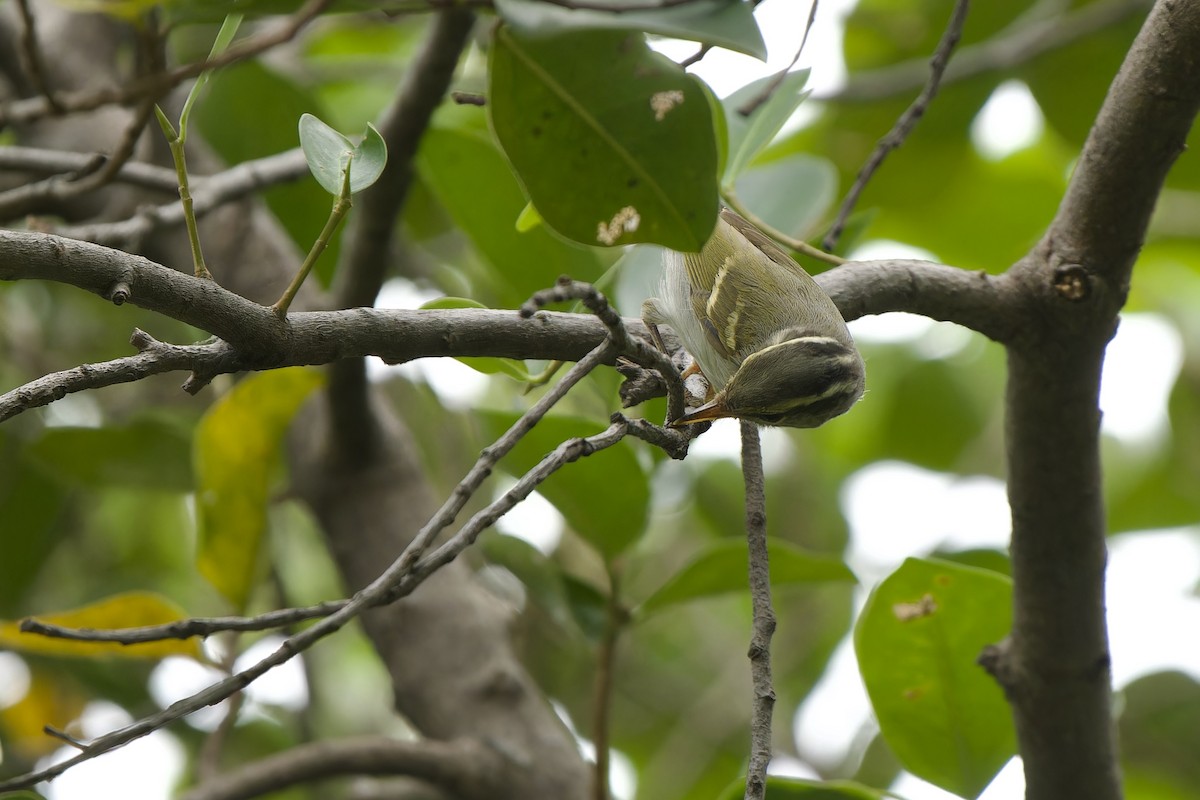 Claudia's Leaf Warbler - ML646342015