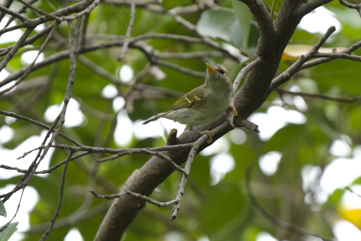 Claudia's Leaf Warbler - ML646342016