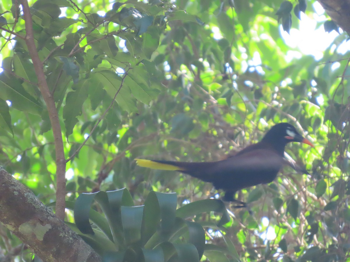 Montezuma Oropendola - ML646342017