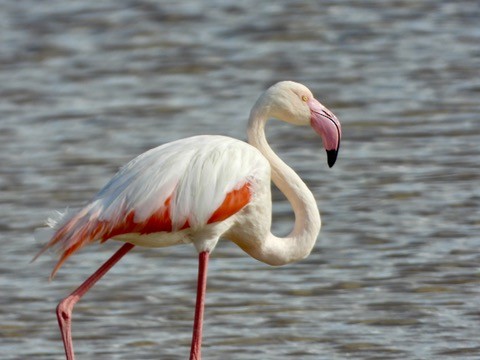 Greater Flamingo - ML646342018