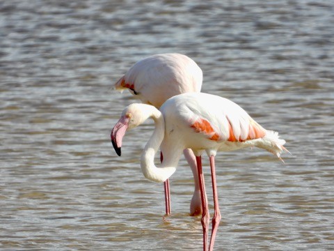 Greater Flamingo - ML646342019