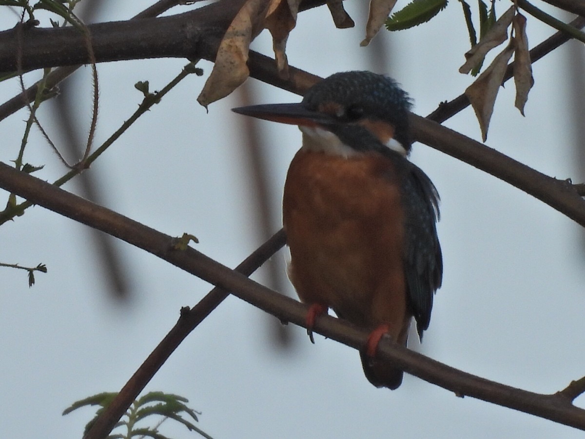 Common Kingfisher - ML646342020