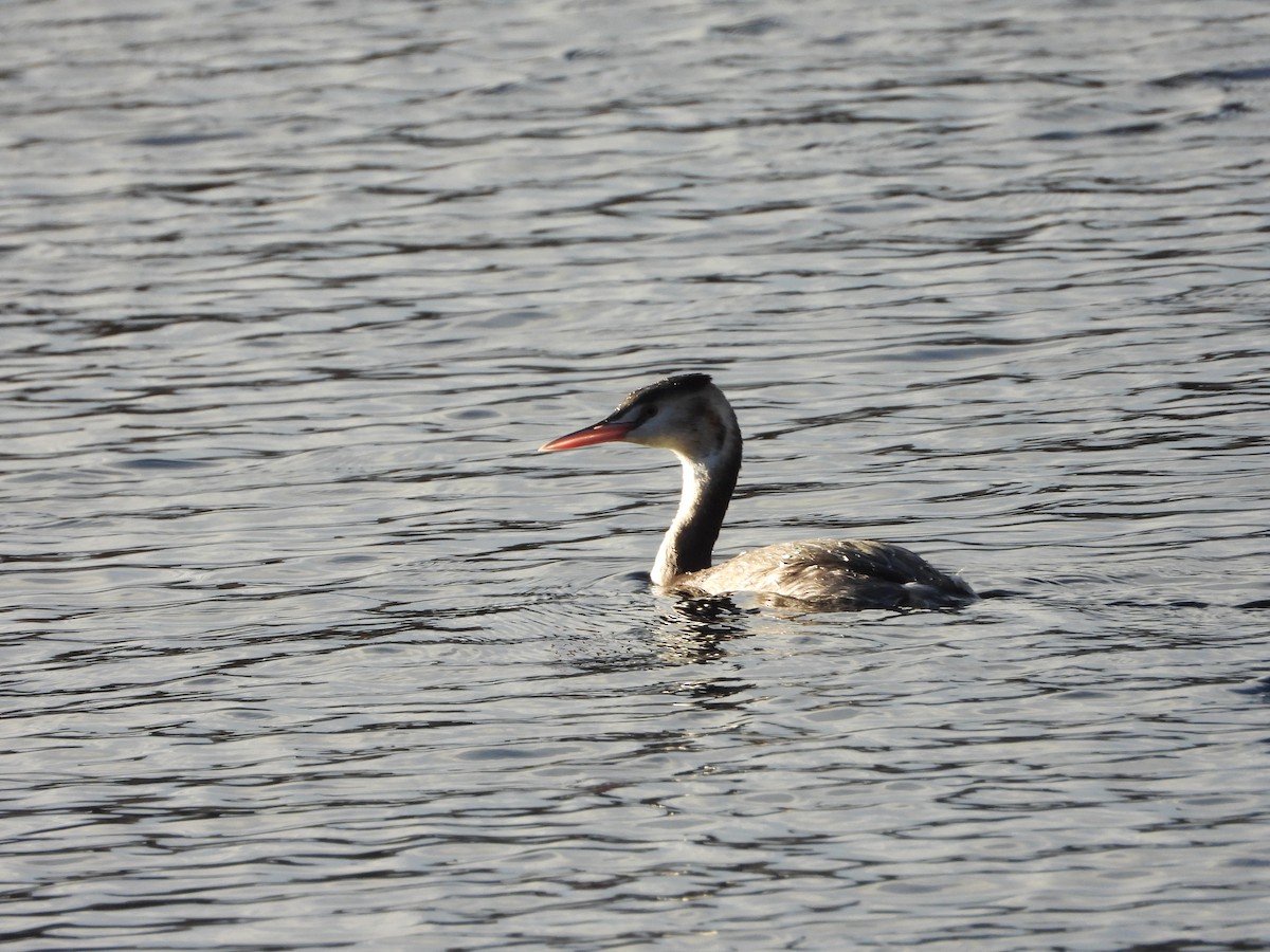 Great Crested Grebe - ML646342021