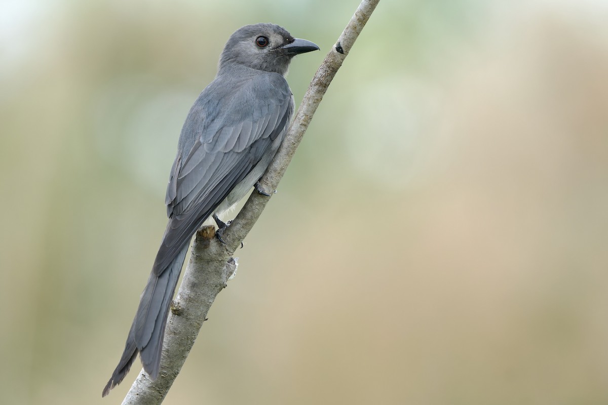 Ashy Drongo (White-lored) - ML646342022