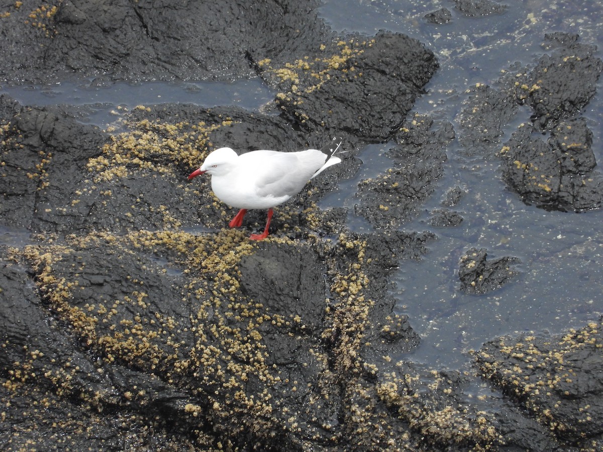 Silver Gull - ML646342023