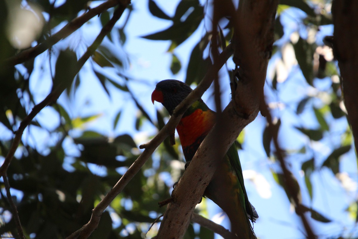 Gökkuşağı Renkli Loriket - ML646342024