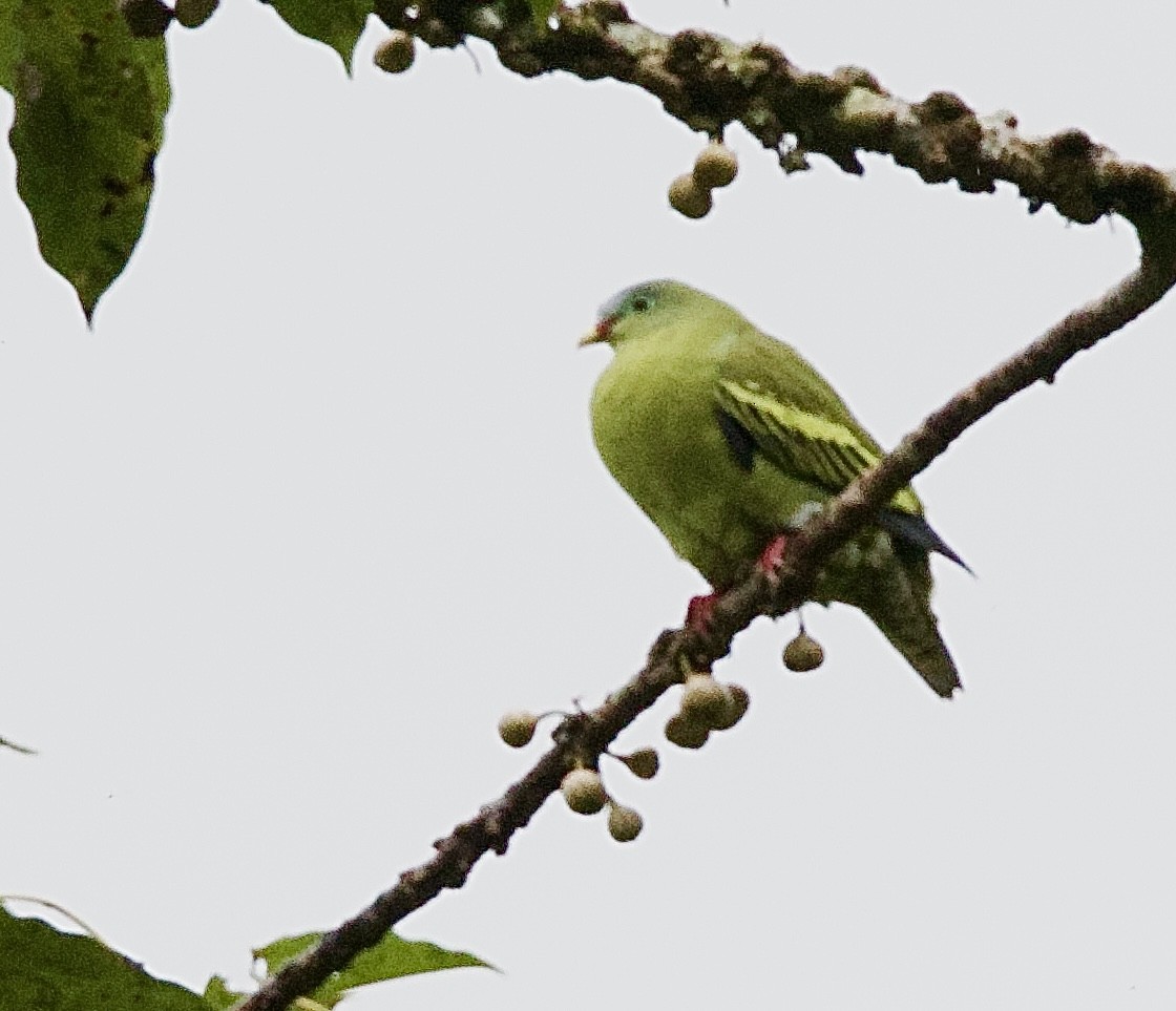 tykknebbgrønndue - ML646342025