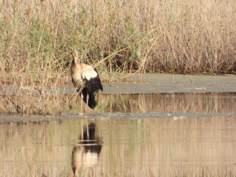 White Stork - ML646342026