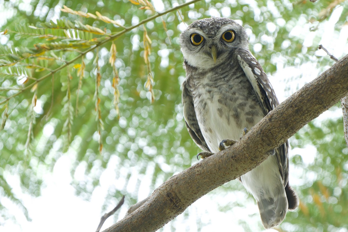 Spotted Owlet - ML646342027
