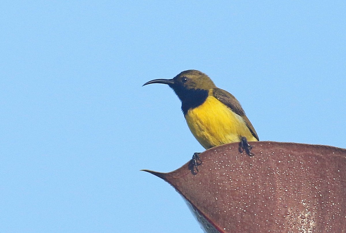 Ornate Sunbird - ML646342028