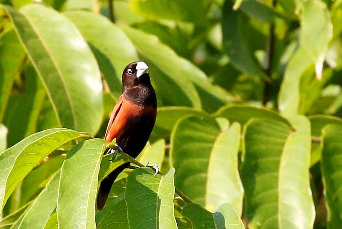 Kestane Rengi Munya - ML646342029