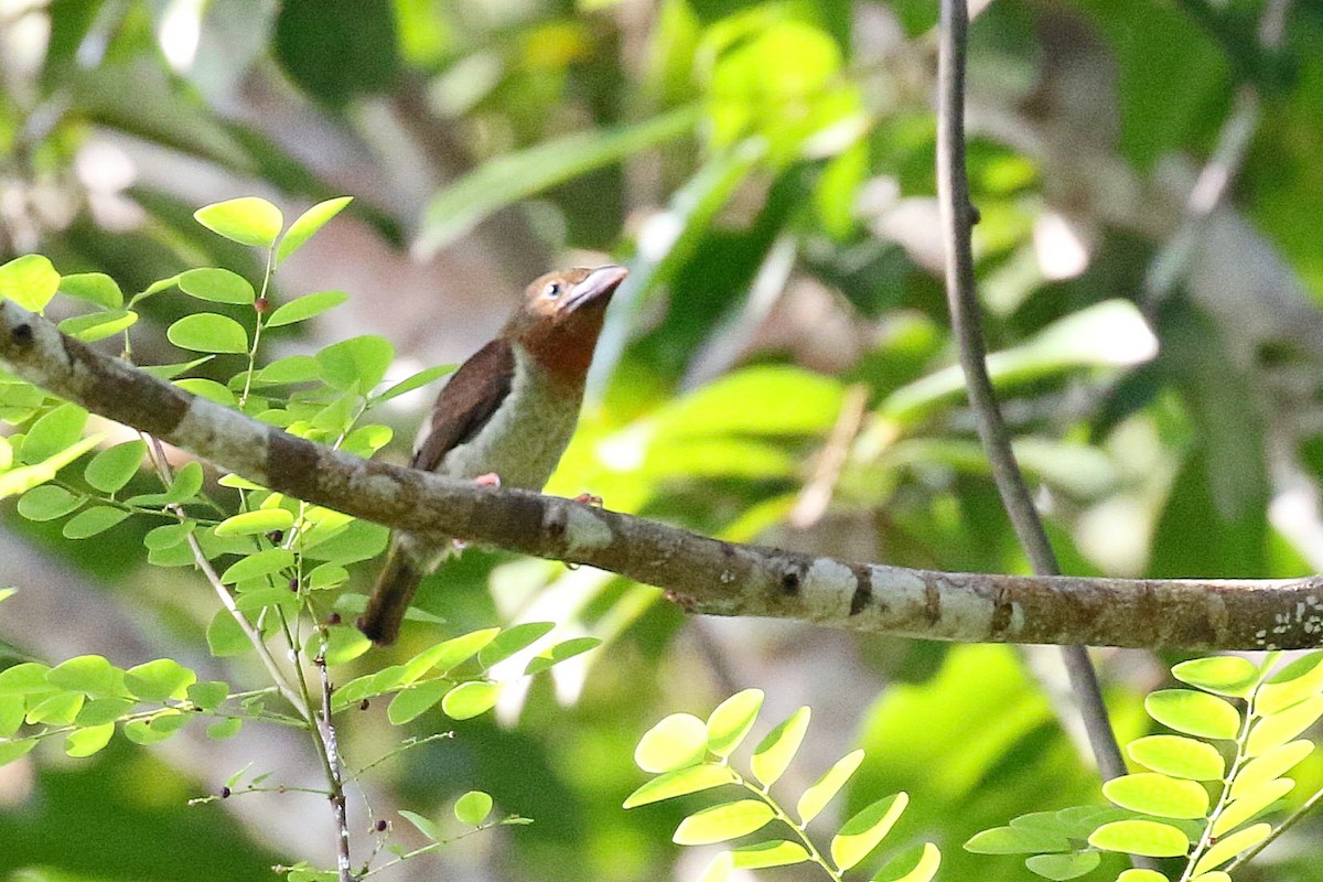 Бурый бородастик - ML646342030