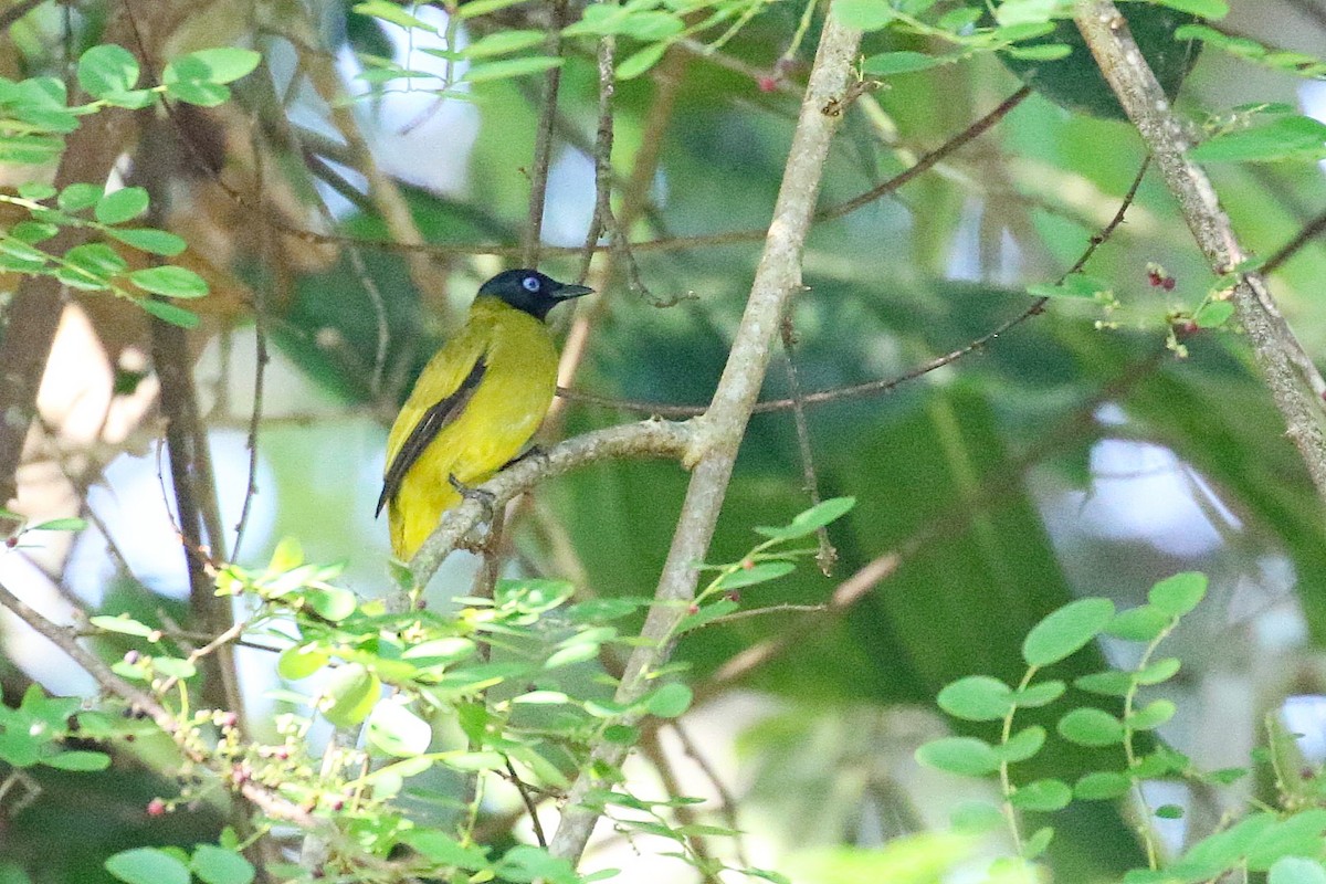 Черноголовый бюльбюль - ML646342031