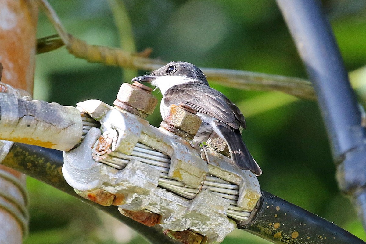 Чернокрылый личинколов - ML646342032