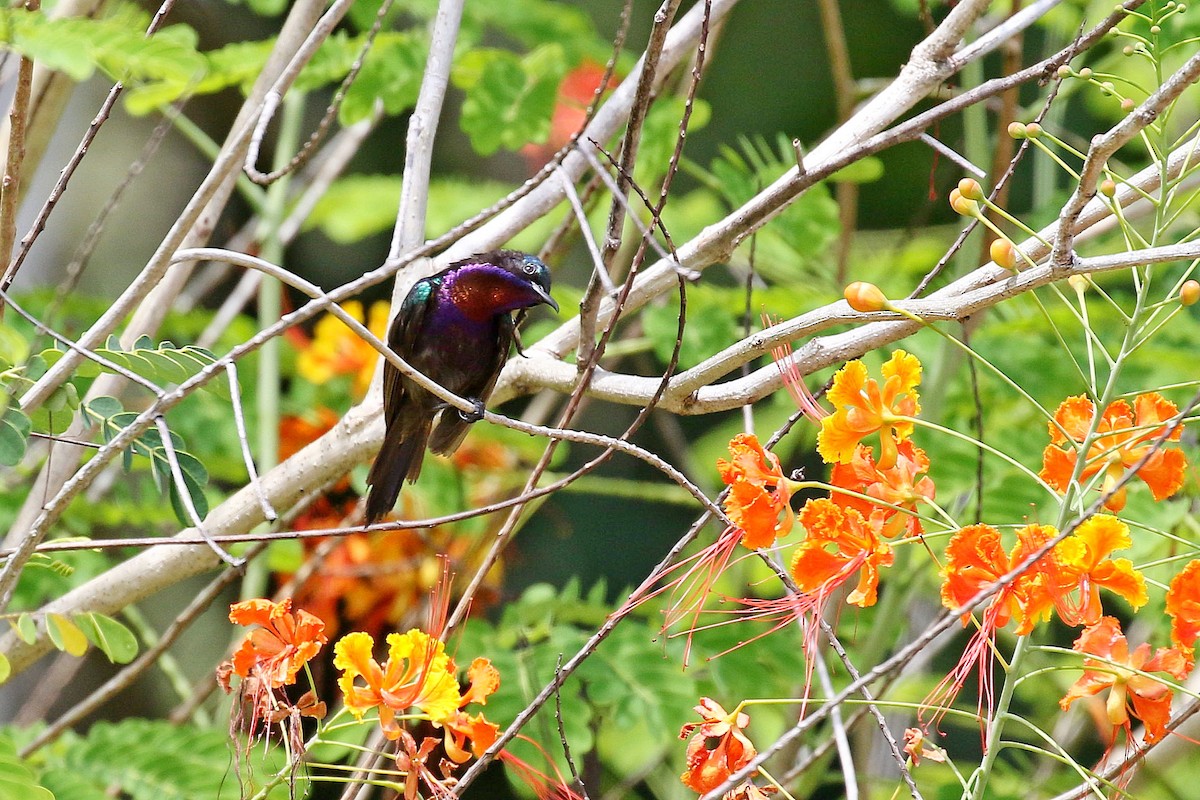 Медногрудая нектарница - ML646342033