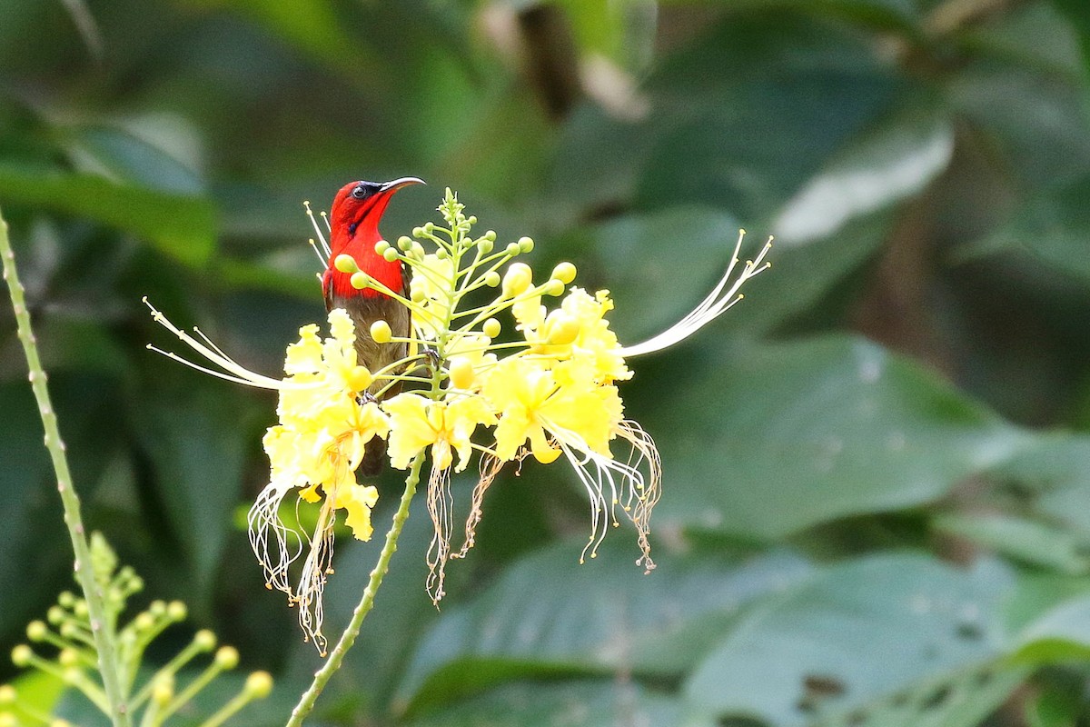 Crimson Sunbird - ML646342034