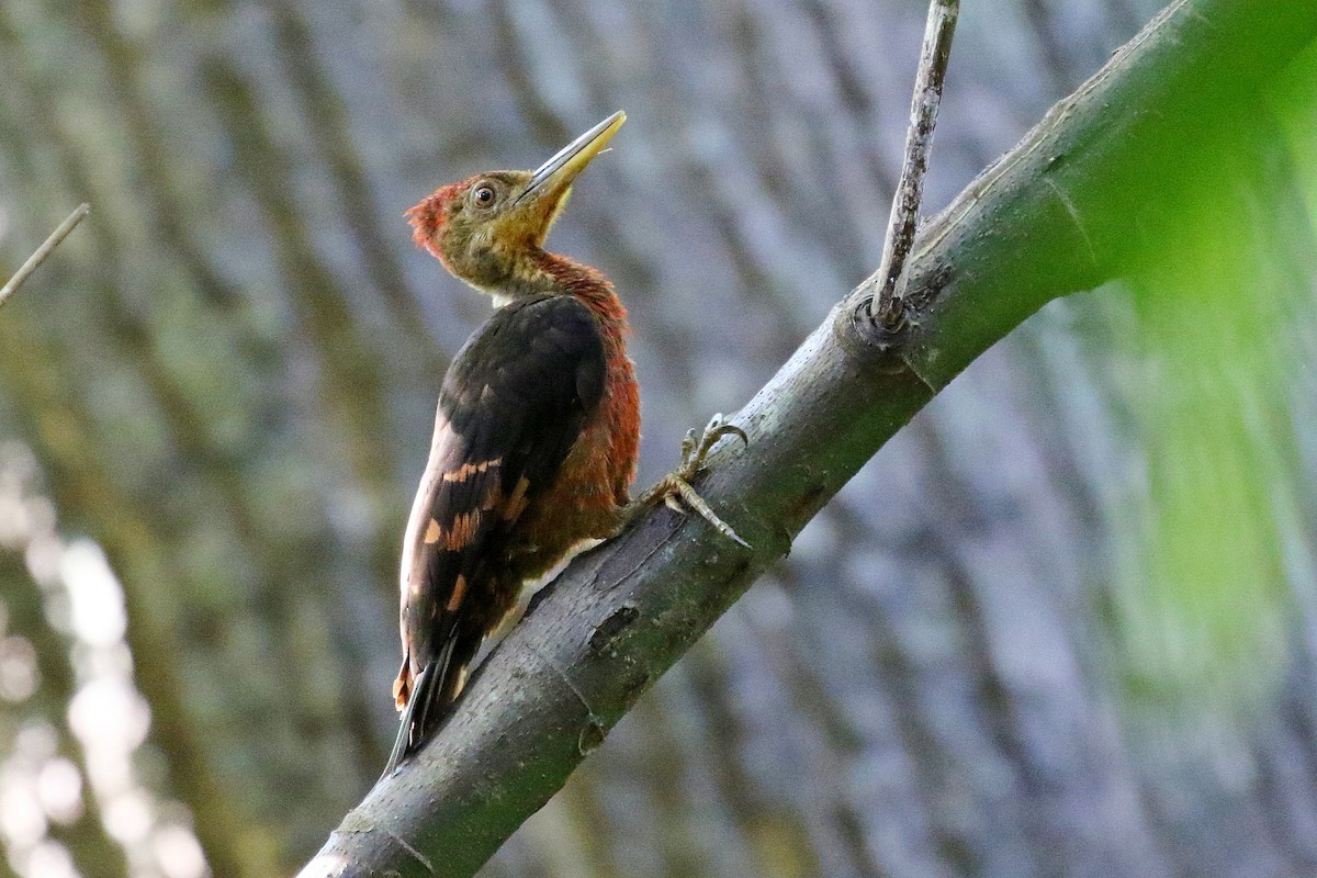 Оранжевоспинный дятел-султан - ML646342035