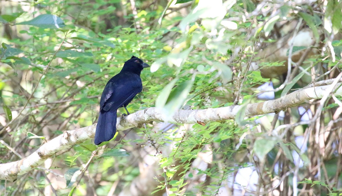 Bornean Black Magpie - ML646342036
