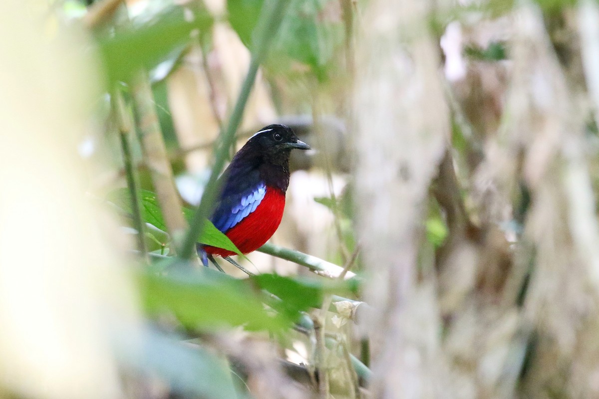 Черношапочная питта - ML646342038