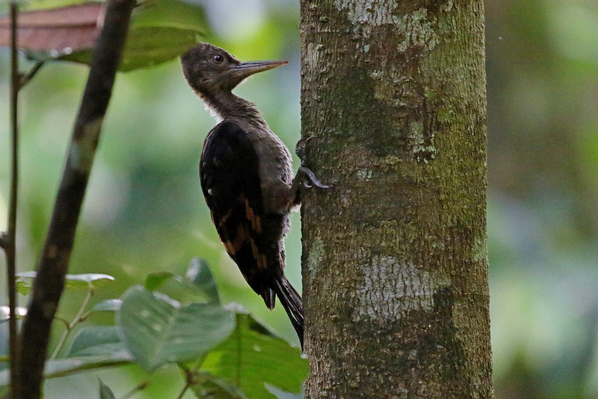 Оранжевоспинный дятел-султан - ML646342039