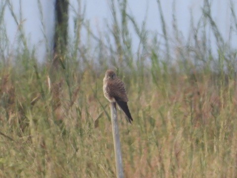 Eurasian Kestrel - ML646342042