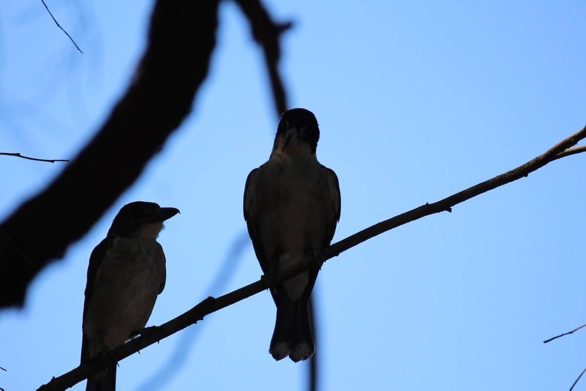 Gri Sırtlı Kasapkuşu - ML646342043