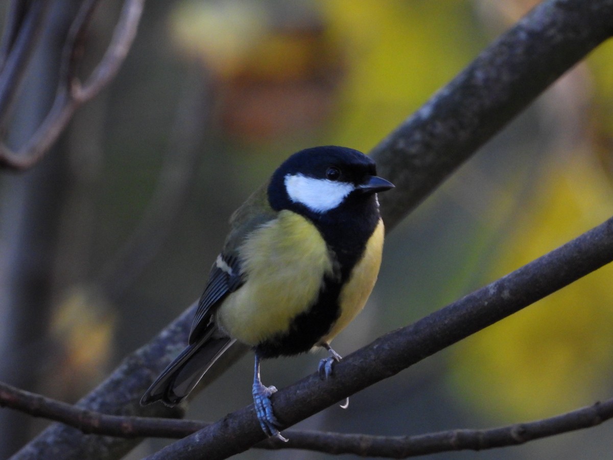 Great Tit - ML646342044