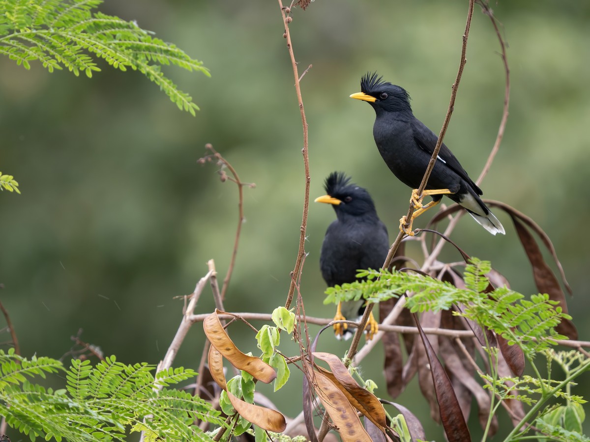 Great Myna - ML646342045