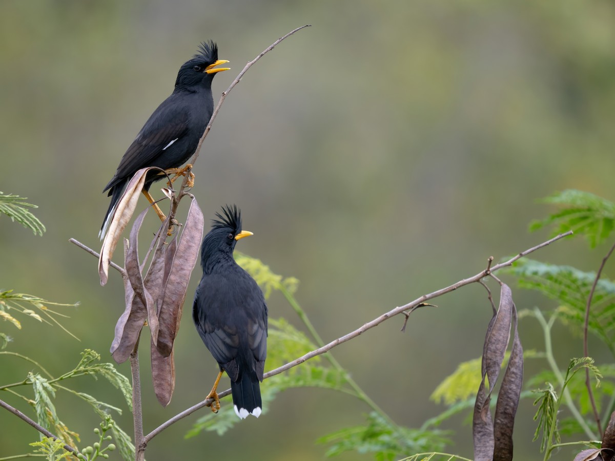 Great Myna - ML646342046