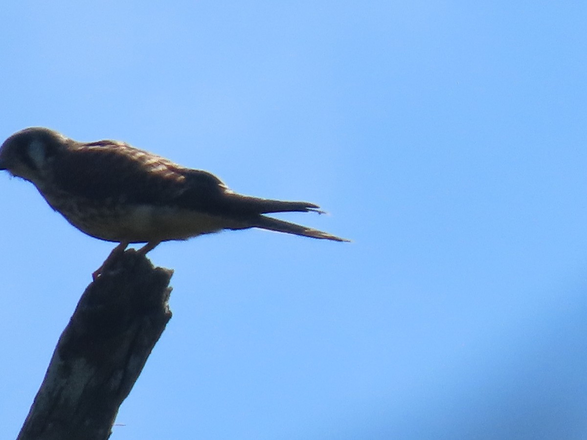 American Kestrel - ML646342048