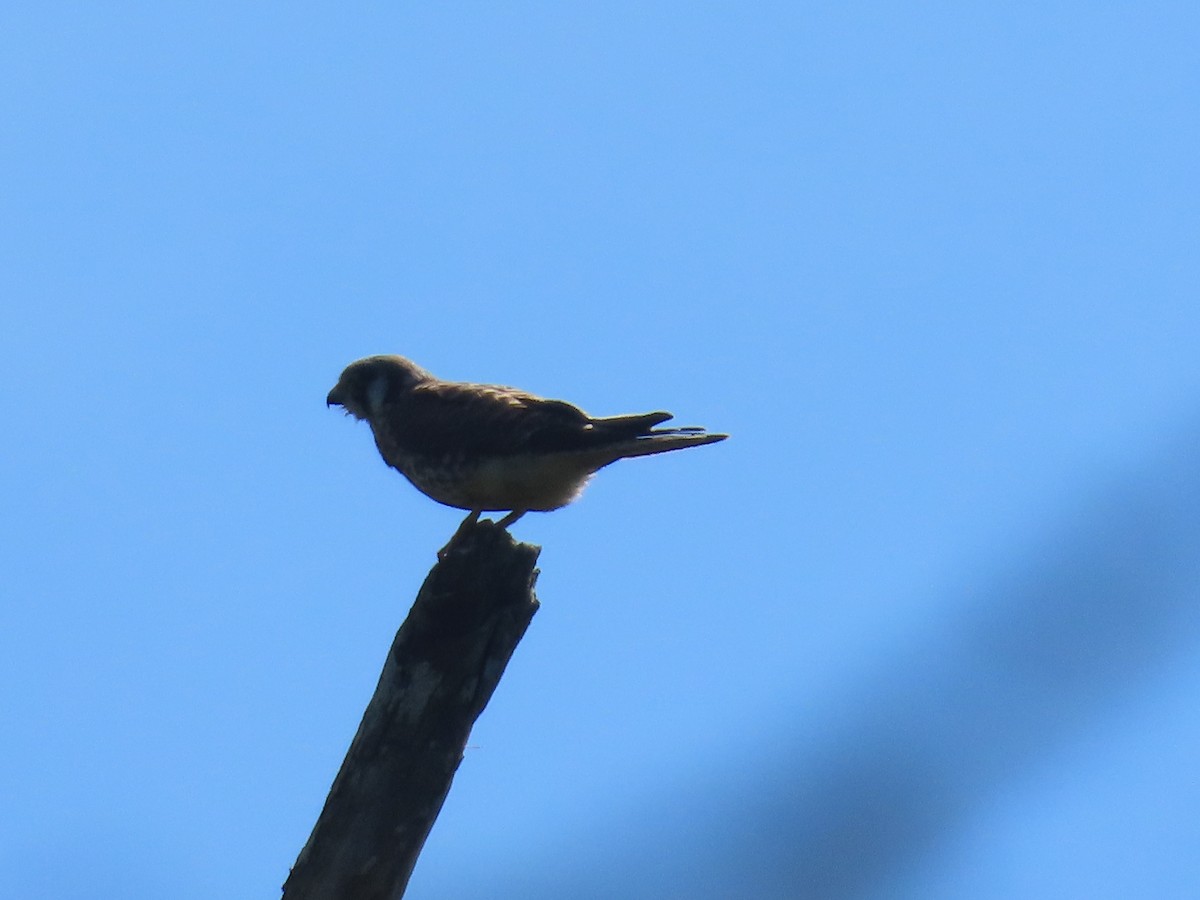 American Kestrel - ML646342049